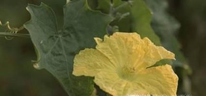 丝瓜不开花怎么办