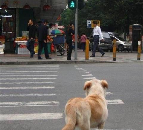 狗狗眼中的世界是怎样的