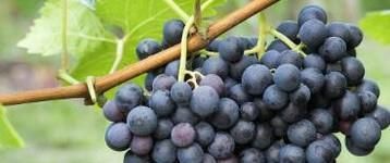 吃葡萄对身体有什么好处