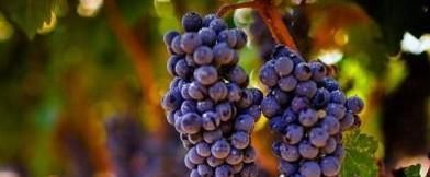 吃葡萄对身体有什么好处