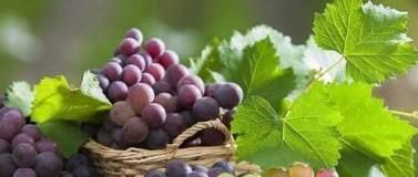 吃葡萄对身体有什么好处