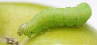 水果里的虫子吃了怎么办