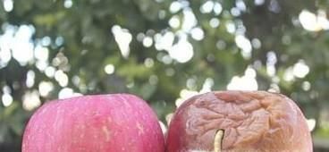 水果里的虫子吃了怎么办