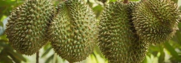 榴莲一次吃多少合适