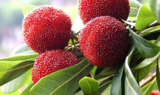 杨梅功效与作用