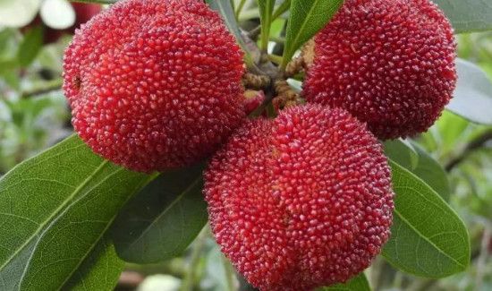 杨梅可以降火吗