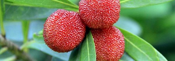 杨梅功效与作用