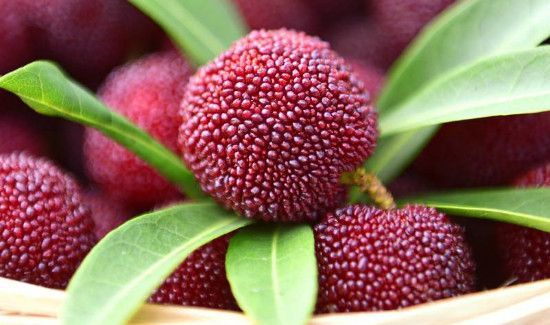 杨梅功效与作用