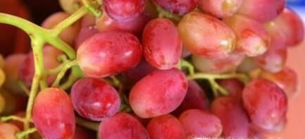 提子吃多了会怎么样？要注意哪些事项？