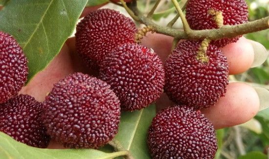 杨梅是凉性还是热