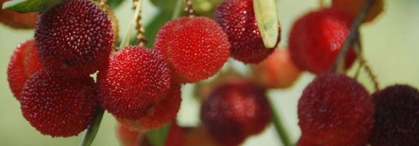 杨梅是凉性还是热