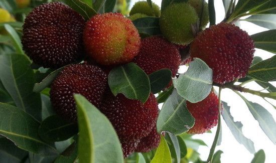 杨梅是凉性还是热