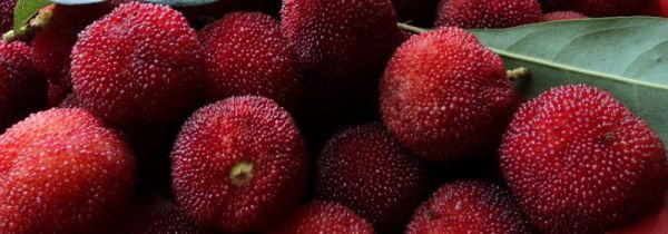 杨梅的功效及禁忌