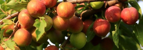 李子上火还是降火