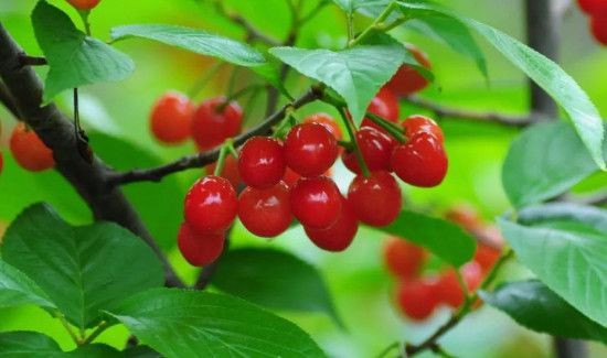 樱桃上火还是去火的