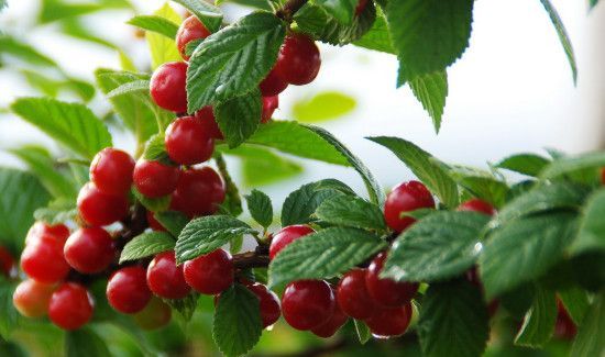 樱桃上火还是去火的