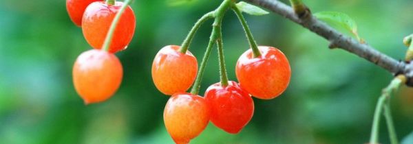 樱桃上火还是去火的