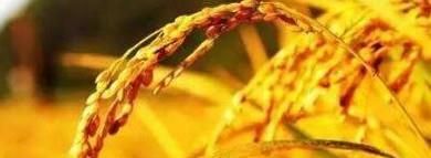 立秋应该注意什么