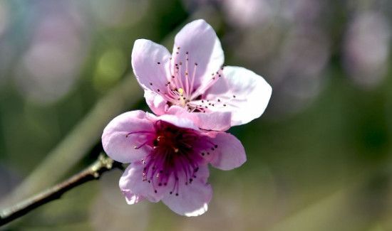 桃花功效和作用及食用方法