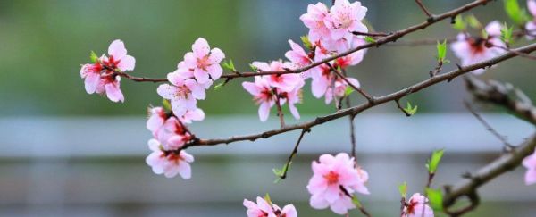 桃花功效和作用及食用方法