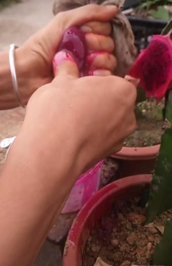 如何在家种植火龙果