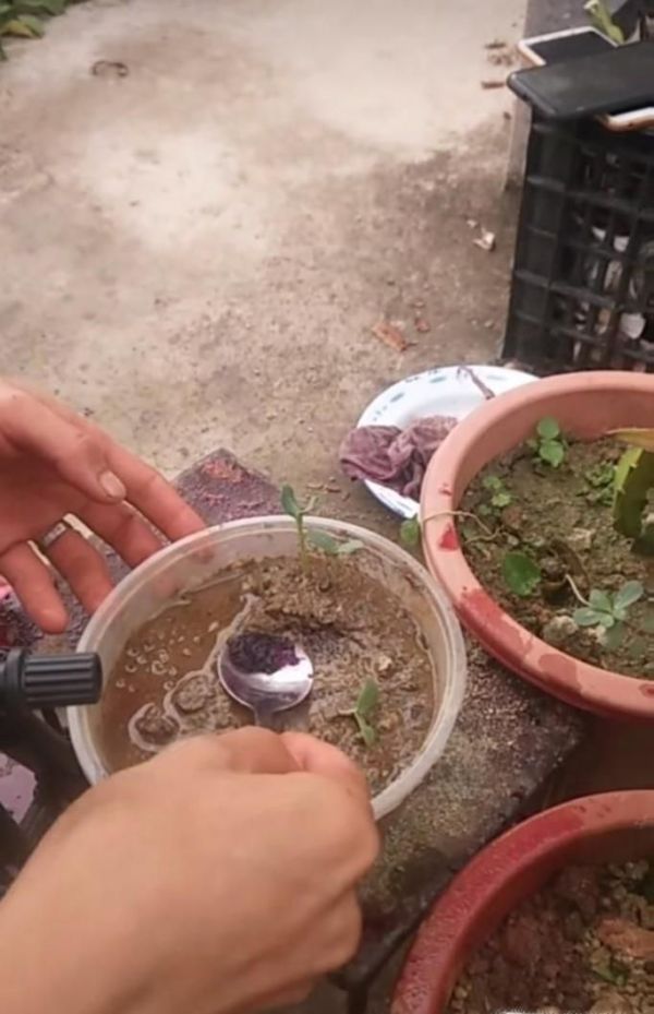 如何在家种植火龙果