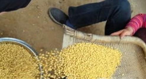 如何处理已经长蛀虫的黄豆