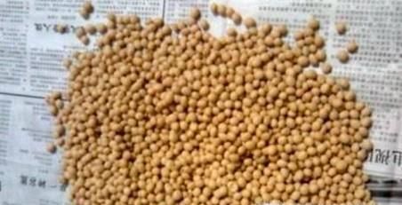 如何处理已经长蛀虫的黄豆