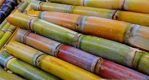 糖是怎么做出来的