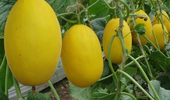 梨瓜和香瓜的区别