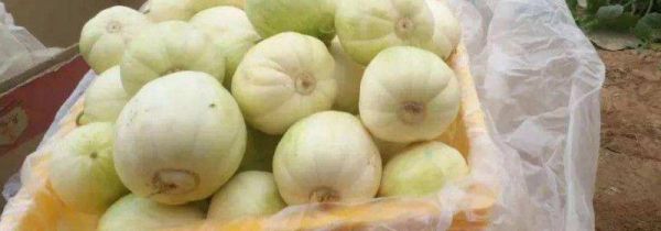 梨瓜和香瓜的区别