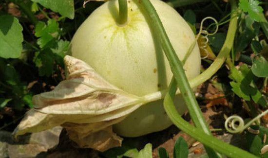 梨瓜和香瓜的区别