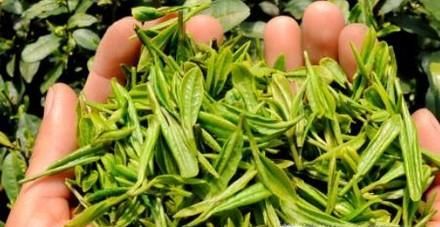如何有效鉴别茶叶的好坏？