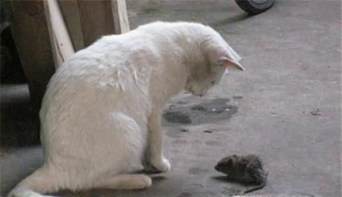 如何有效地在家中有效地防治老鼠？