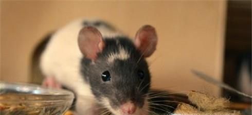如何有效地在家中有效地防治老鼠？