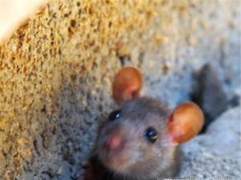 如何有效地在家中有效地防治老鼠？