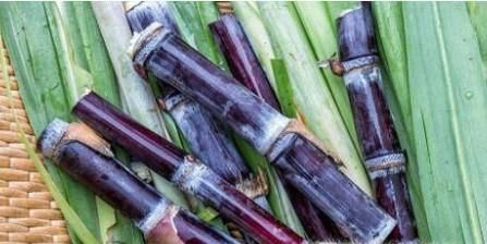 哪些水果热量很高,靠它们减肥?快停下吧