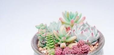 如何养殖多肉植物