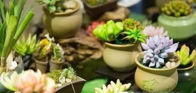如何养殖多肉植物