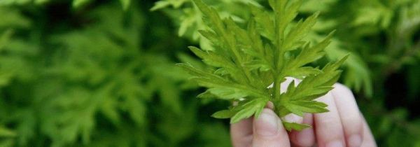 艾草煮水洗澡要煮多久