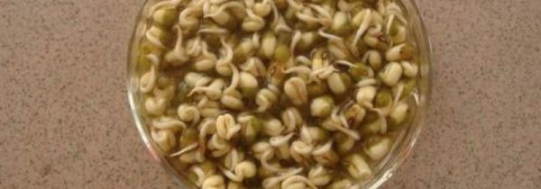 绿豆泡了一夜发芽了还能做绿豆汤吗