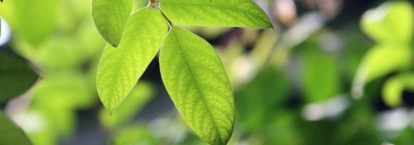 杨桃叶煮水功效与作用