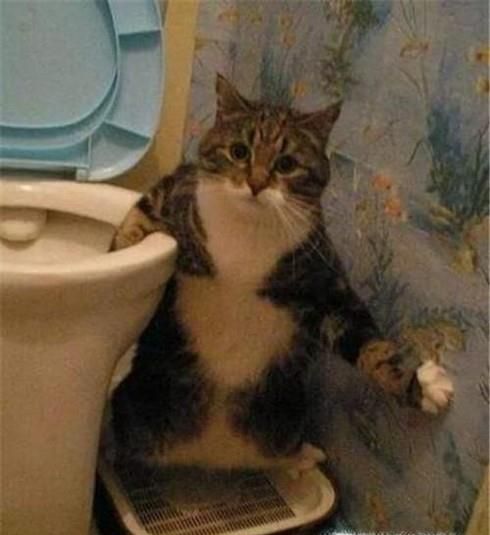 如何教猫咪自己用坐便器
