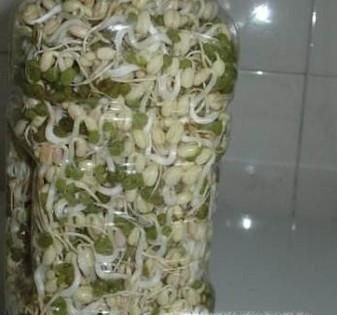 如何发豆芽又快又好