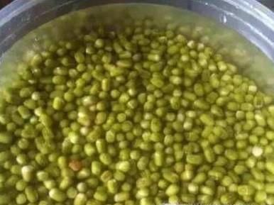 如何发豆芽又快又好