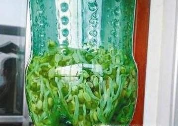 如何发豆芽又快又好