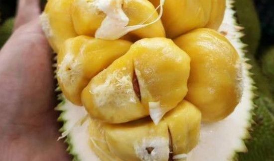菠萝蜜按着多软才算熟