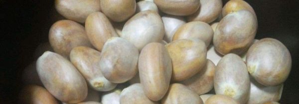 菠萝蜜核一次能吃多少