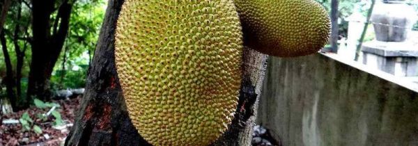 吃菠萝蜜的正确吃法