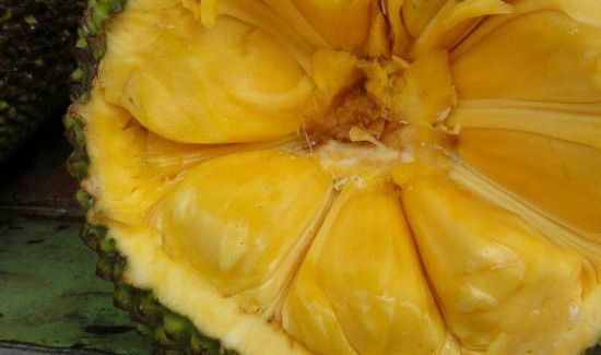 菠萝蜜不熟切开会坏吗